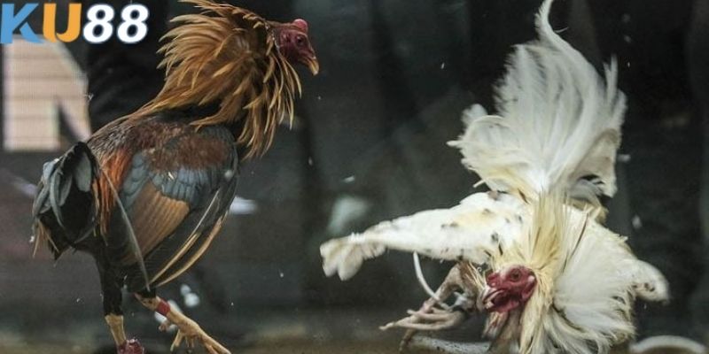 Kèo thắng thua của đá gà KU88 được nhiều người chọn